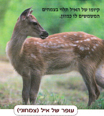 (בספר תרשים ותמונות, היעזרו במנחה:) מארג מזון